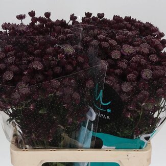 Freshy Astrantia Zeeuws Knoopje “Star Of Love” | Kleur: Rood | Lengte ± 60 centimeter | Per 25 stelen