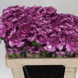 Freshy Korte Anjer “Royal Damascus” | Kleur: Paars | Lengte ± 55 centimeter | Per 20 stelen