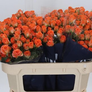 Freshy Trosroos “Picanto” | Kleur: Oranje | Lengte ± 70 centimeter | Per 10 stelen