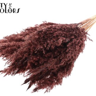 QC Dried Bleached Pampas Plumes | Colour: Brown | Length ± 70 centimetre | 10 plumes per bunch | Per bunch