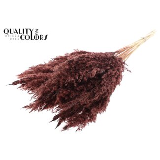 QC Getrocknete Gebleichte Pampasplumen | Farbe: Braun | Länge ± 70 Zentimeter | 10 Plumen pro Bund | Pro Bund