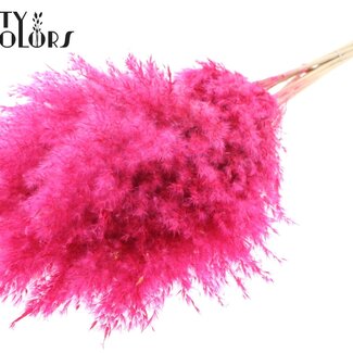 QC Dried Bleached Pampas Plumes | Colour: Cherry-coloured | Length ± 70 centimeter | 10 plumes per bunch | Per bunch