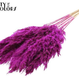 QC Gedroogde Gebleekte Pampas Pluimen | Kleur: Lilakleurig | Lengte ± 70 centimeter | 10 pluimen per bos | Per bos
