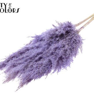 QC Getrocknete Gebleichte Pampaswedel | Farbe: Gefrostet Milchviolett | Länge ± 100 centimeter | 5 Wedel pro Bund | Pro Bund