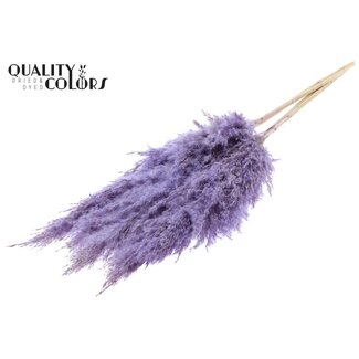 QC Gedroogde Gebleekte Pampas Pluimen | Kleur: Frosted Milkapaars | Lengte ± 100 centimeter | 5 pluimen per bos | Per bos