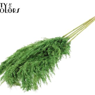 QC Séchées Blanchies Plumes de Pampas | Couleur: Vert clair | Longueur ± 100 centimeter | 5 plumes par bouquet | Par bouquet