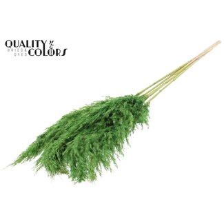 QC Dried Bleached Pampas Plumes | Colour: Light green | Length ± 100 centimetre | 5 plumes per bunch | Per bunch