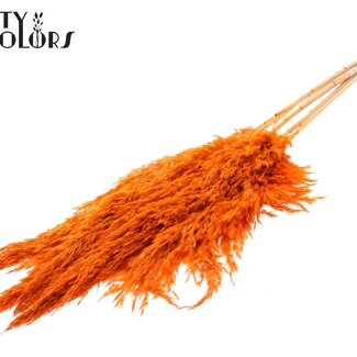 QC Dried Bleached Pampas Plumes | Colour: Orange | Length ± 100 centimetre | 5 plumes per bunch | Per bunch
