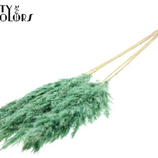 QC Plumes de Pampas séchées décolorées | Couleur: Menthe givrée | Longueur ± 100 centimeter | 5 plumes par botte | Par botte