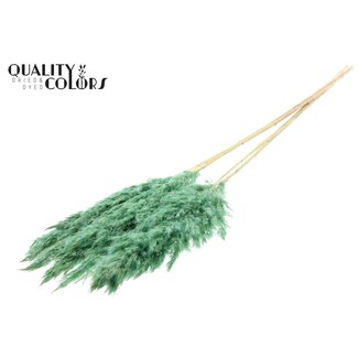 QC Getrocknete Gebleichte Pampaswedel | Farbe: Gefrostetes Minzgrün | Länge ± 100 centimeter | 5 Wedel pro Bund | Pro Bund
