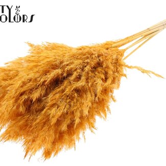 QC Gedroogde Gebleekte Pampas Pluimen | Kleur: Abrikooskleurig | Lengte ± 70 centimeter | 10 pluimen per bos | Per bos
