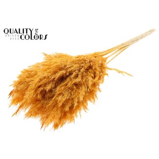 QC Gedroogde Gebleekte Pampas Pluimen | Kleur: Abrikooskleurig | Lengte ± 70 centimeter | 10 pluimen per bos | Per bos