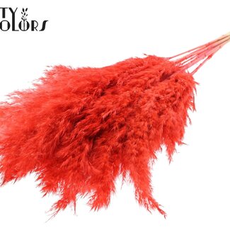 QC Séchées Blanchies Plumes de pampas | Couleur: Corail | Longueur ± 70 centimeter | 10 plumes par bouquet | Par bouquet