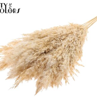 QC Gedroogde Gebleekte Pampas Pluimen | Kleur: Frosted Wit | Lengte ± 70 centimeter | 10 pluimen per bos | Per bos