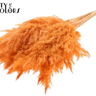 QC Gedroogde Gebleekte Pampas Pluimen | Kleur: Frosted Zalmkleurig | Lengte ± 70 centimeter | 10 pluimen per bos | Per bos