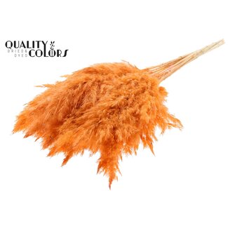 QC Gedroogde Gebleekte Pampas Pluimen | Kleur: Frosted Zalmkleurig | Lengte ± 70 centimeter | 10 pluimen per bos | Per bos