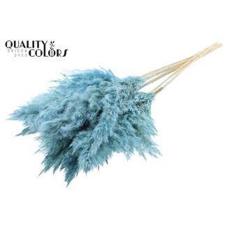 QC Getrocknete Gebleichte Pampaswedel | Farbe: Gefrostetes Hellblau | Länge ± 70 centimeter | 10 Wedel pro Bund | Pro Bund