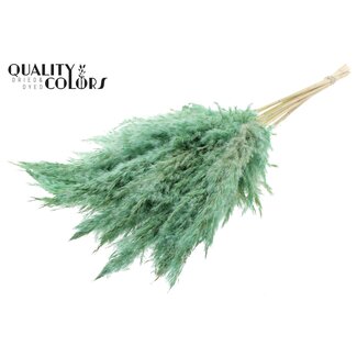 QC Gedroogde Gebleekte Pampas Pluimen | Kleur: Frosted Mintgroen | Lengte ± 70 centimeter | 10 pluimen per bos | Per bos
