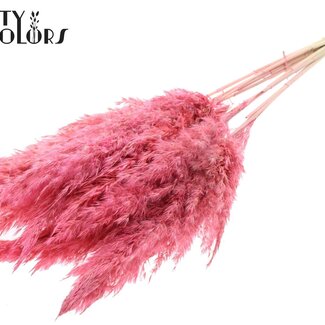 QC Gedroogde Gebleekte Pampas Pluimen | Kleur: Frosted Roze | Lengte ± 70 centimeter | 10 pluimen per bos | Per bos
