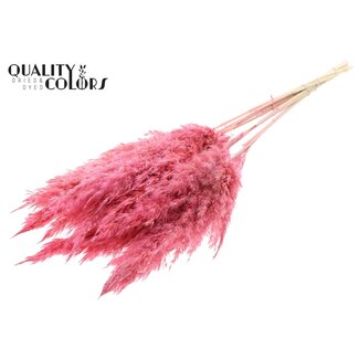 QC Gedroogde Gebleekte Pampas Pluimen | Kleur: Frosted Roze | Lengte ± 70 centimeter | 10 pluimen per bos | Per bos