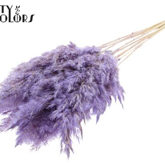 QC Gedroogde Gebleekte Pampas Pluimen | Kleur: Frosted Milkapaars | Lengte ± 70 centimeter | 10 pluimen per bos | Per bos