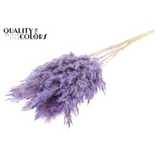 QC Gedroogde Gebleekte Pampas Pluimen | Kleur: Frosted Milkapaars | Lengte ± 70 centimeter | 10 pluimen per bos | Per bos