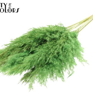 QC Gedroogde Gebleekte Pampas Pluimen | Kleur: Lichtgroen | Lengte ± 70 centimeter | 10 pluimen per bos | Per bos