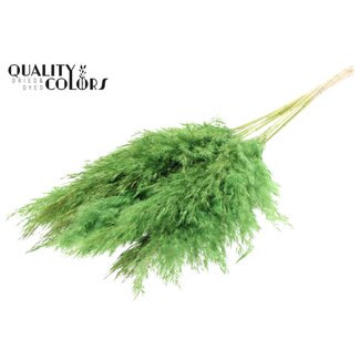 QC Gedroogde Gebleekte Pampas Pluimen | Kleur: Lichtgroen | Lengte ± 70 centimeter | 10 pluimen per bos | Per bos