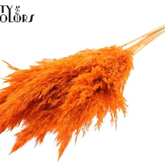 QC Dried Bleached Pampas Plumes | Colour: Orange | Length ± 70 centimeter | 10 plumes per bunch | Per bunch