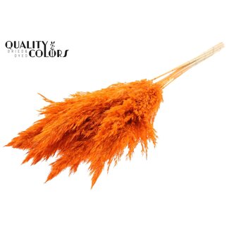 QC Gedroogde Gebleekte Pampas Pluimen | Kleur: Oranje | Lengte ± 70 centimeter | 10 pluimen per bos | Per bos