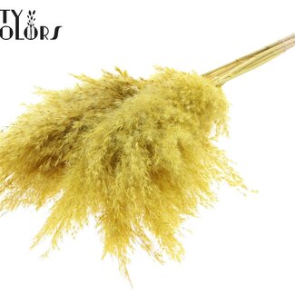 QC Plumes de pampas séchées blanchies | Couleur: Jaune | Longueur ± 70 centimeter | 10 plumes par bouquet | Par bouquet