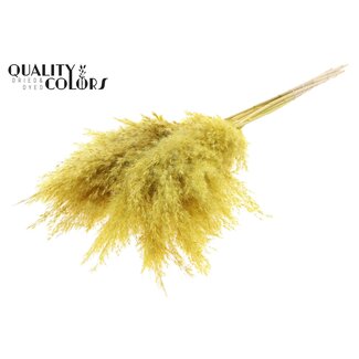 QC Dried Bleached Pampas Plumes | Colour: Yellow | Length ± 70 centimeter | 10 plumes per bunch | Per bunch