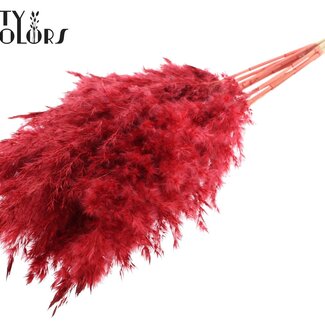 QC Plumes de pampas séchées blanchies | Couleur: Rouge | Longueur ± 70 centimètre | 10 plumes par bouquet | Par bouquet