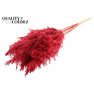 QC Plumes de pampas séchées blanchies | Couleur: Rouge | Longueur ± 70 centimètre | 10 plumes par bouquet | Par bouquet