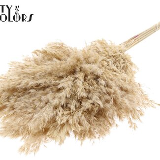 QC Getrocknete Gebleichte Pampasplumen | Farbe: Natürliches Weiß Braun | Länge ± 70 centimeter | 10 Plumen pro Bund | Pro Bund