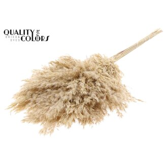 QC Dried Bleached Pampas Plumes | Colour: Natural White Brown | Length ± 70 centimetre | 10 plumes per bunch | Per bunch