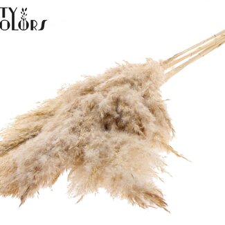 QC Séchées Blanchies Plumes de pampas | Couleur: blanc givré | Longueur ± 100 centimeter | 5 plumes par bouquet | Par bouquet