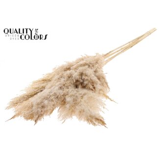 QC Dried Bleached Pampas Plumes | Colour: Frosted White | Length ± 100 centimeter | 5 plumes per bunch | Per bunch