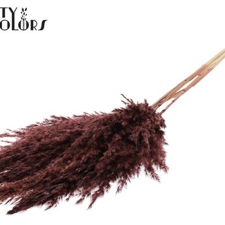 QC Getrocknete Gebleichte Pampas Federn | Farbe: Braun | Länge ± 100 centimeter | 5 Federn pro Bund | Pro Bund