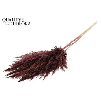 QC Dried Bleached Pampas Plumes | Colour: Brown | Length ± 100 centimeter | 5 plumes per bunch | Per bunch