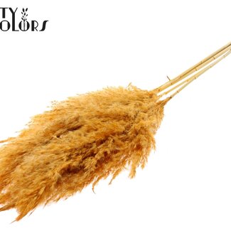 QC Plumes de pampas séchées et blanchies | Couleur: Abricot | Longueur ± 100 centimeter | 5 plumes par bouquet | Par bouquet