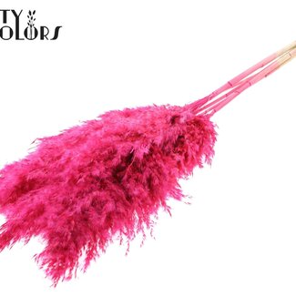 QC Plumes de pampas séchées blanchies | Couleur: cerise | Longueur ± 100 centimeter | 5 plumes par bouquet | Par bouquet