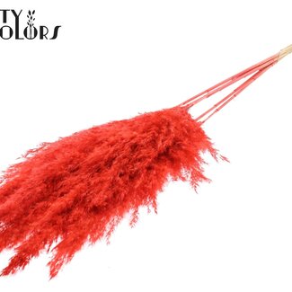 QC Plumes de pampas séchées blanchies | Couleur: corail | Longueur ± 100 centimeter | 5 plumes par bouquet | Par bouquet