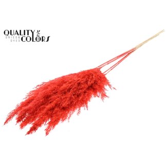 QC Getrocknete gebleichte Pampasplumen | Farbe: korallenfarben | Länge ± 100 centimeter | 5 Pluimen pro Bund | Pro Bund