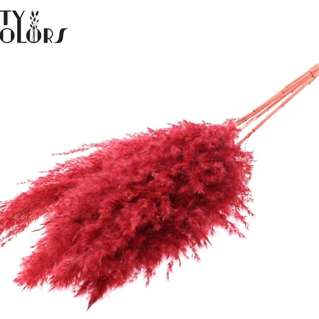 Plumes de pampas séchées décolorées | Couleur: Rouge | Longueur ± 100 centimeter | 5 plumes par bouquet | Par bouquet