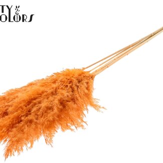 QC Plumes de pampas séchées blanchies | Couleur : Saumon givré | Longueur ± 100 centimeter | 5 plumes par bouquet | Par bouquet