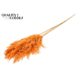 QC Gedroogde Gebleekte Pampas Pluimen | Kleur: Frosted Zalmkleurig | Lengte ± 100 centimeter | 5 pluimen per bos | Per bos