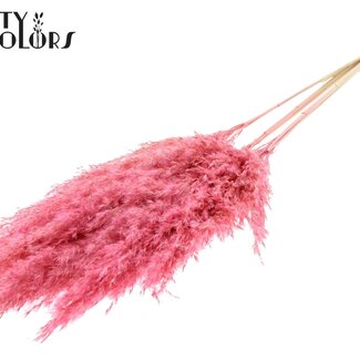 QC Gedroogde Gebleekte Pampas Pluimen | Kleur: Frosted Roze | Lengte ± 100 centimeter | 5 pluimen per bos | Per bos