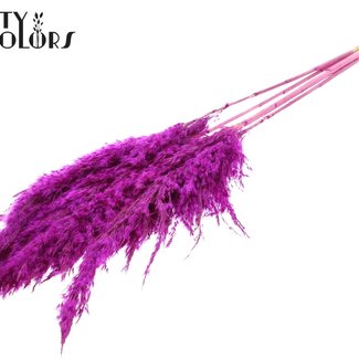 QC Plumes de pampas séchées blanchies | Couleur: lilas | Longueur ± 100 centimeter | 5 plumes par bouquet | Par bouquet