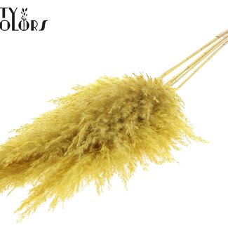 QC Dried Bleached Pampas Plumes | Colour: Yellow | Length ± 100 centimeter | 5 plumes per bunch | Per bunch